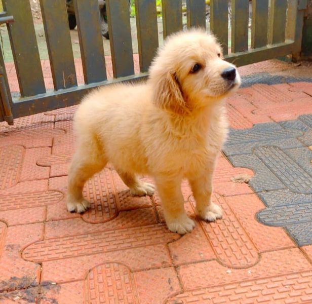 Golden Retriever