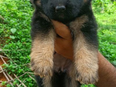 German shepherd