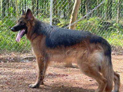 German shepherd