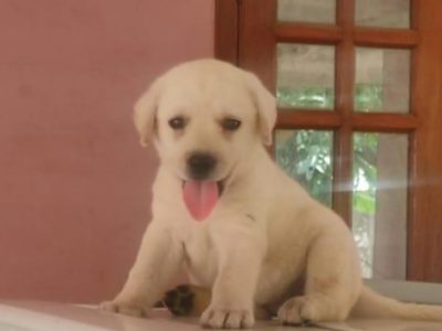 Labrador