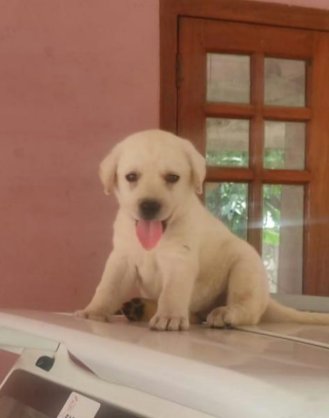 Labrador