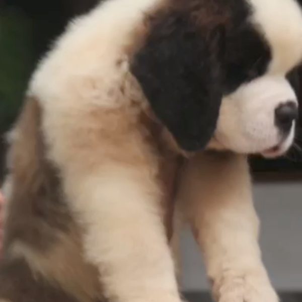 Saint. Bernard