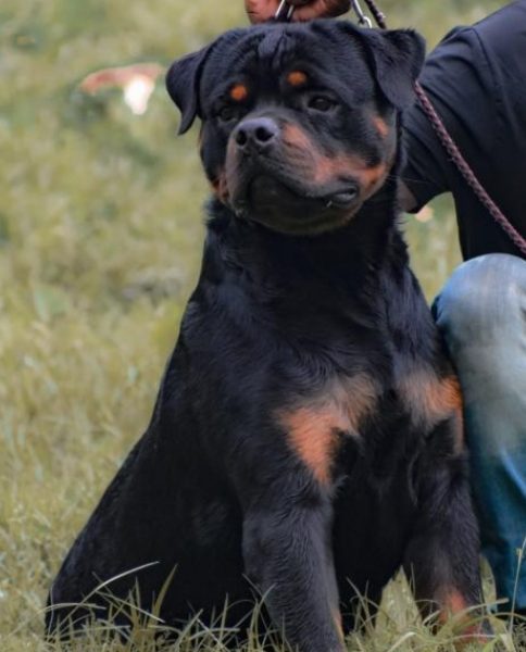 Rottweiler