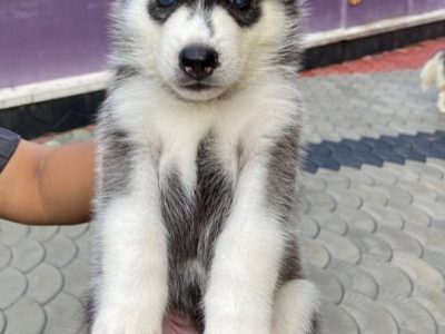 Husky