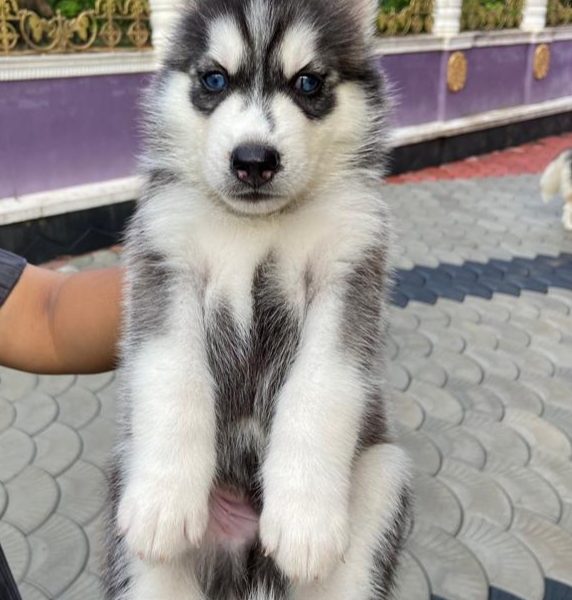 Husky