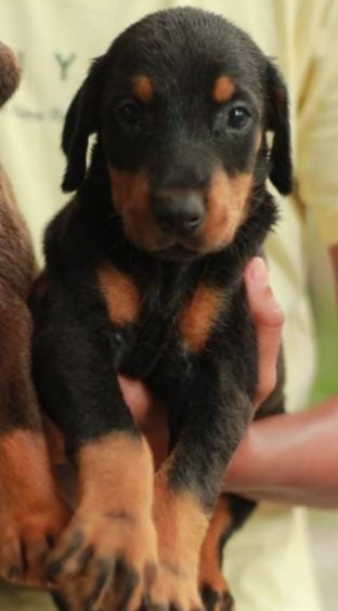 Doberman