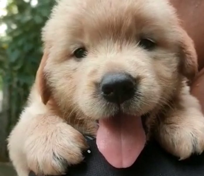 Golden Retriever