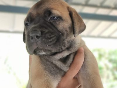 Bullmastiff