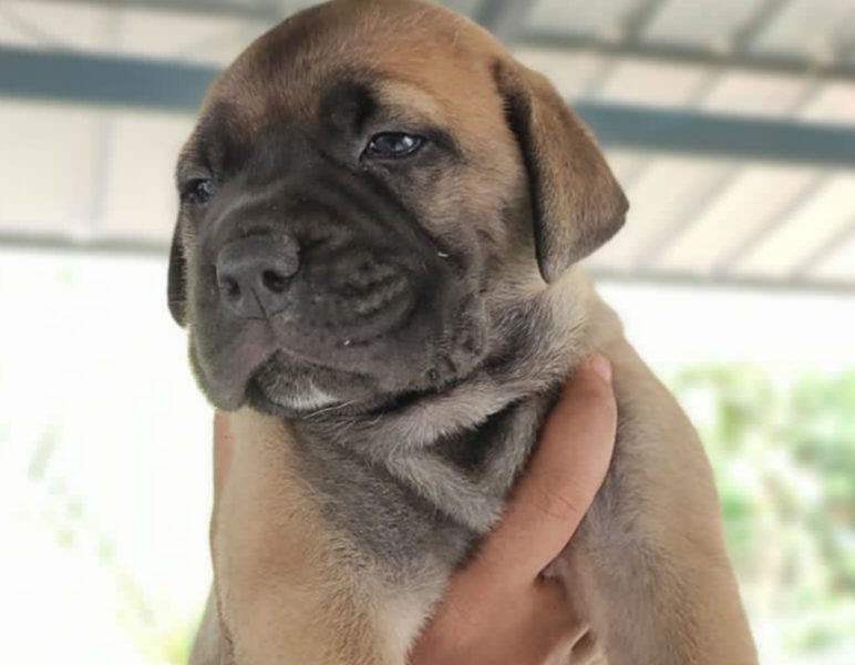 Bullmastiff