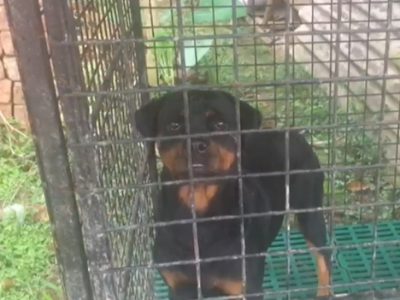 Rottweiler