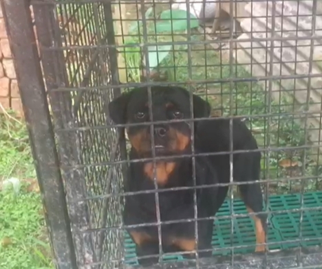 Rottweiler