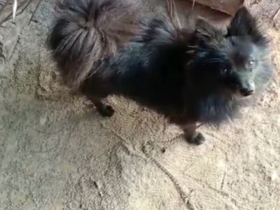 Pomeranian