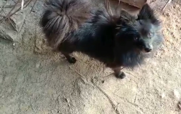 Pomeranian