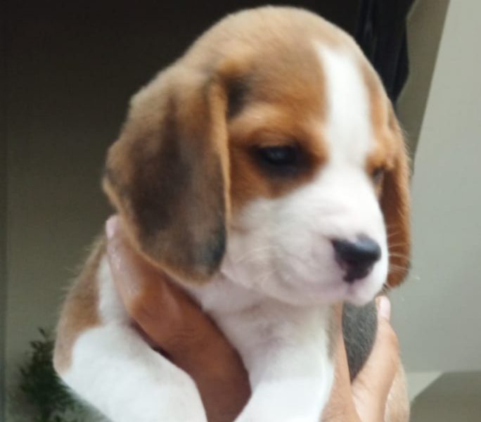 Beagle