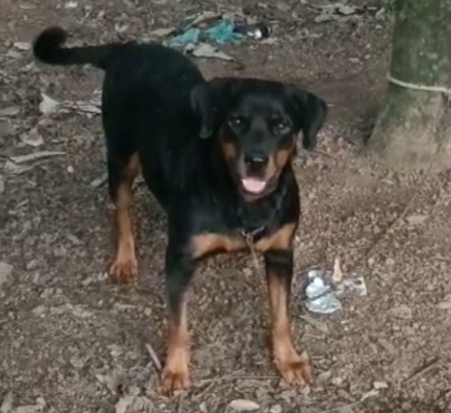 Rottweiler