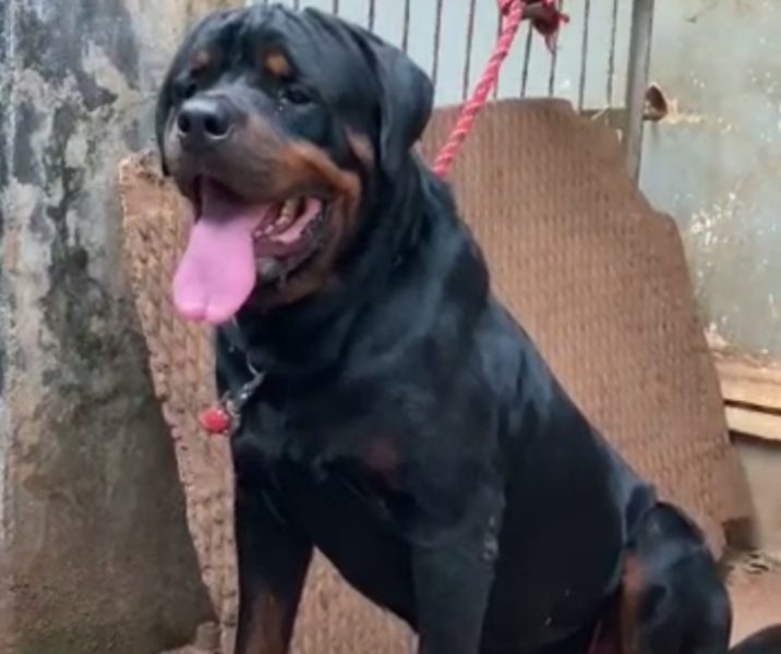 Rottweiler