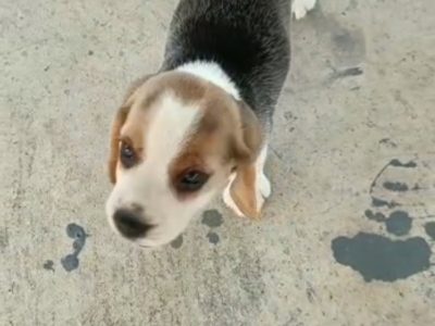 Beagle