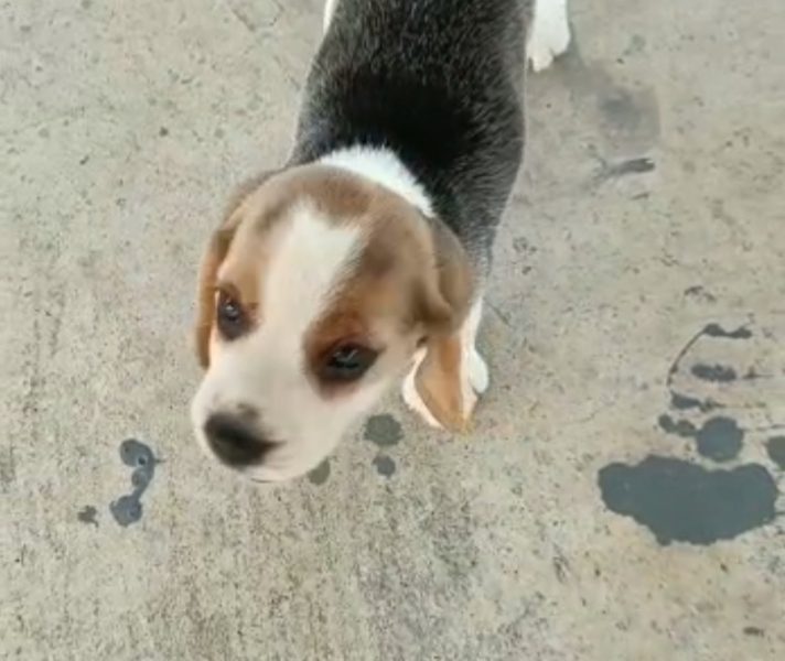 Beagle