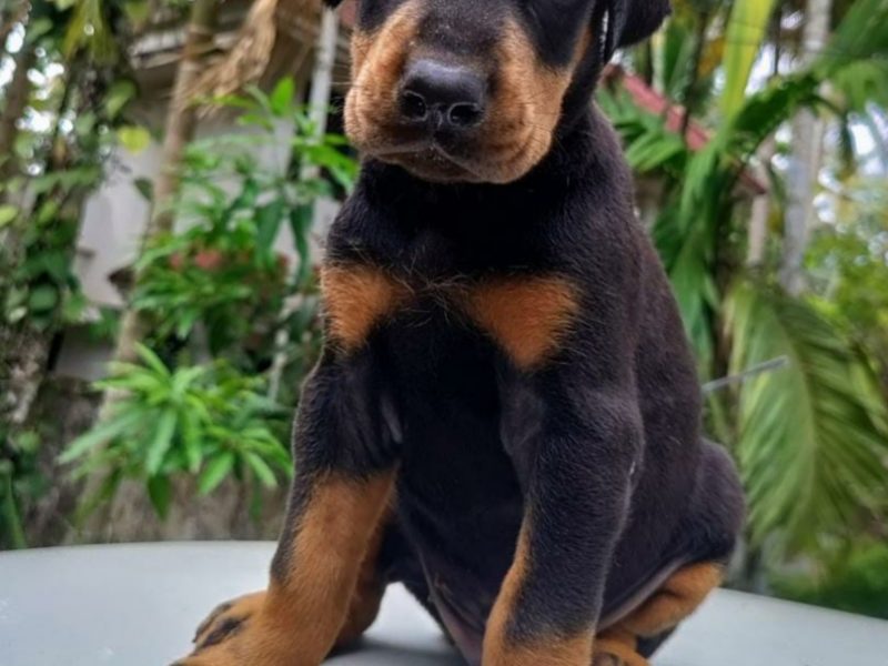 Doberman