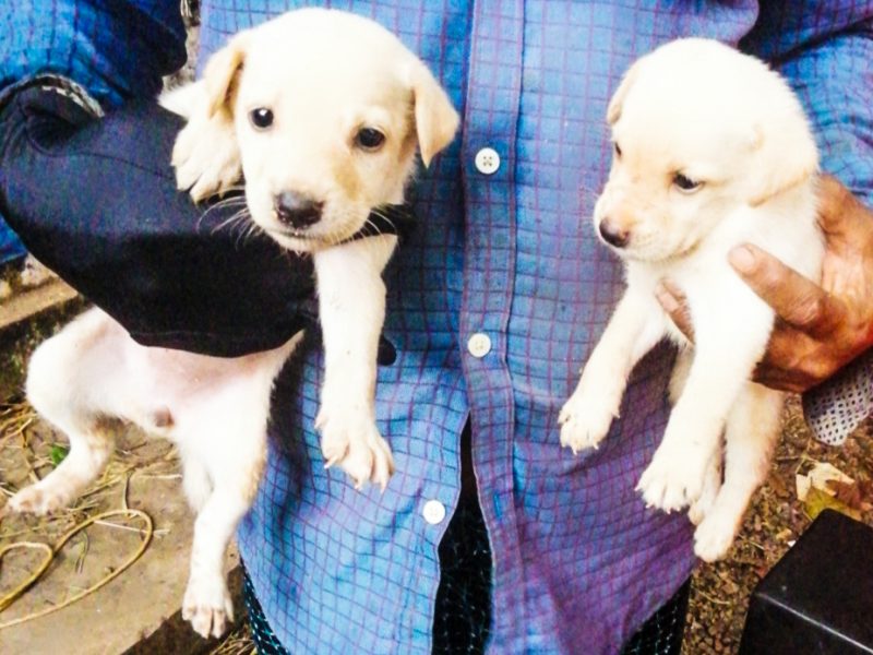 Cute Labrador Puppies