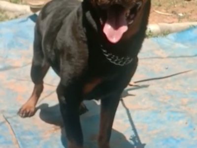 Rottweiler