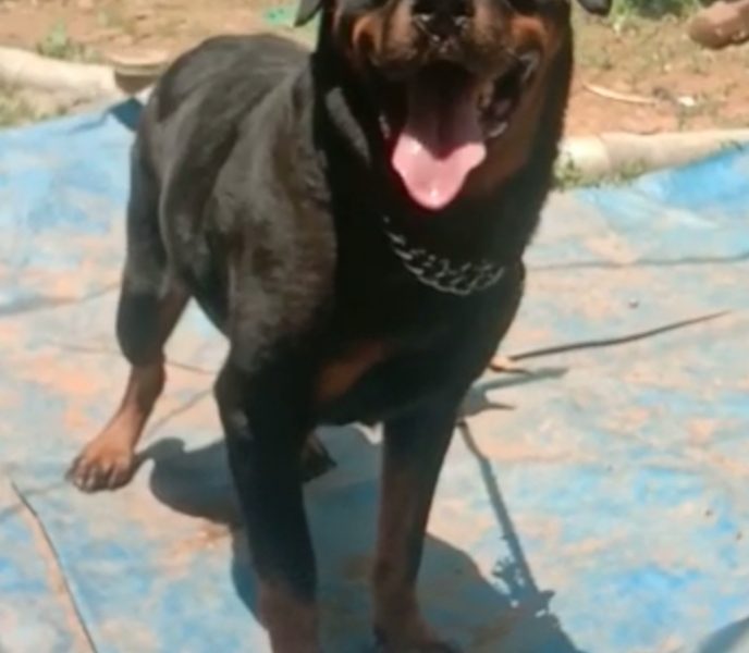 Rottweiler