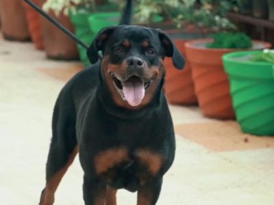 Rottweiler