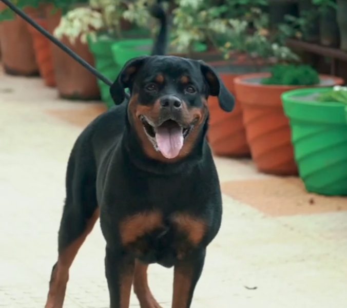 Rottweiler