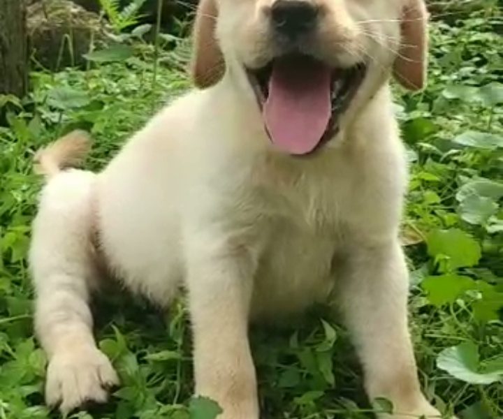 Labrador