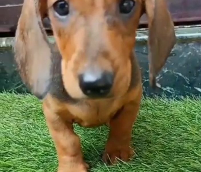 Dachshund