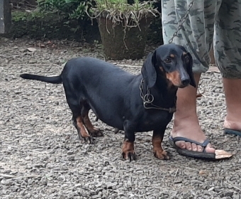 Dachshund