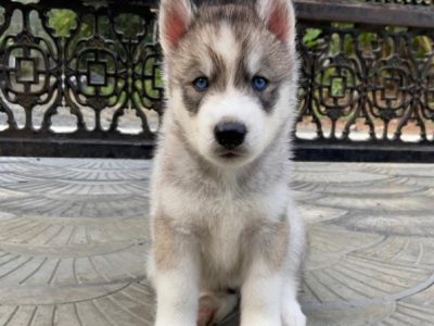 Husky