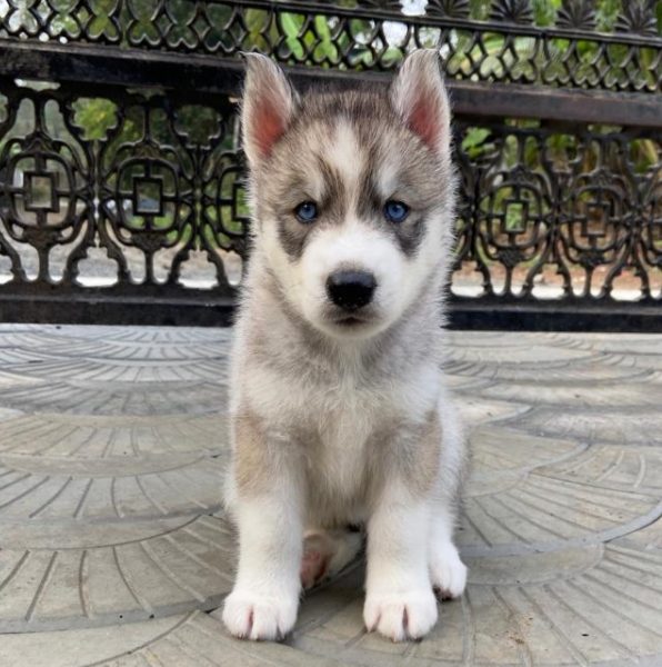 Husky