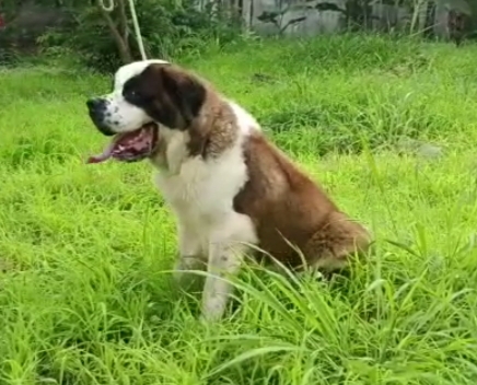 Saint bernard