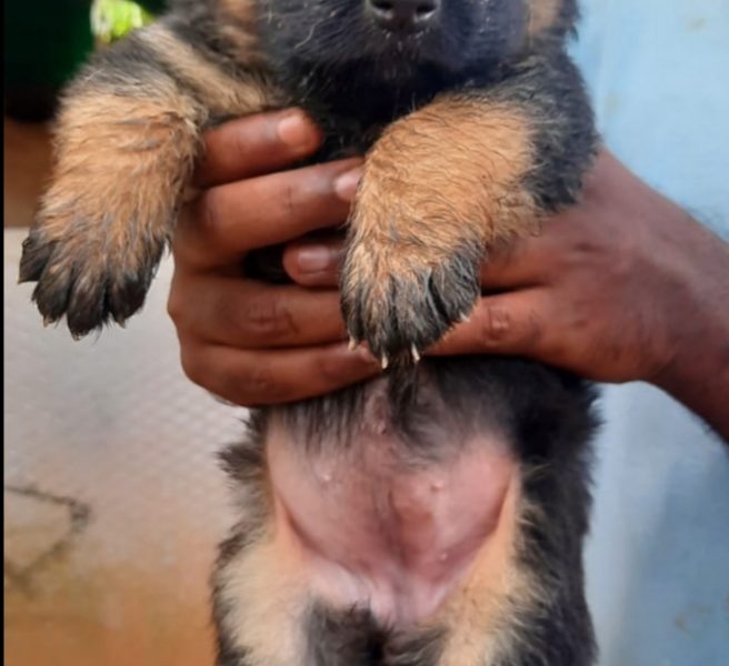 German shepherd