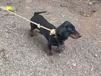 Dachshund