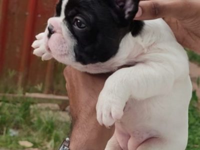 French bulldog