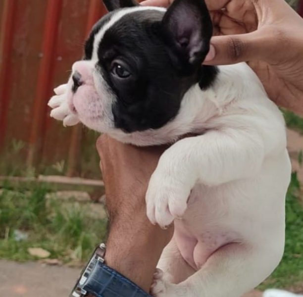 French bulldog