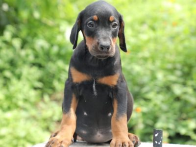 Doberman