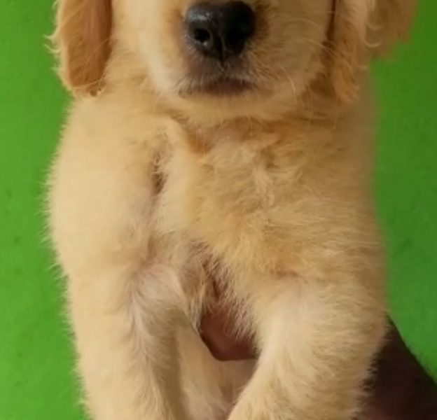 Golden Retriever