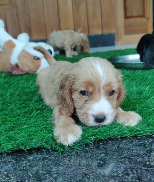 Cocker spaniel