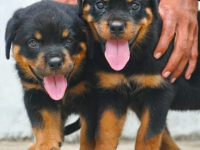 Rottweiler