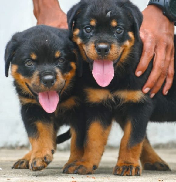 Rottweiler