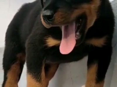 Rottweiler