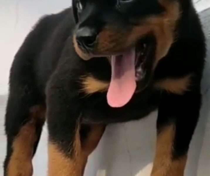 Rottweiler