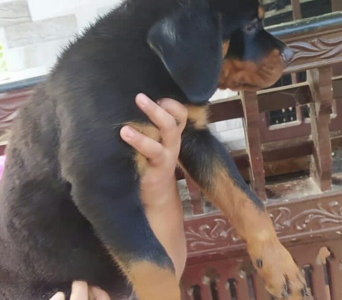 Rottweiler