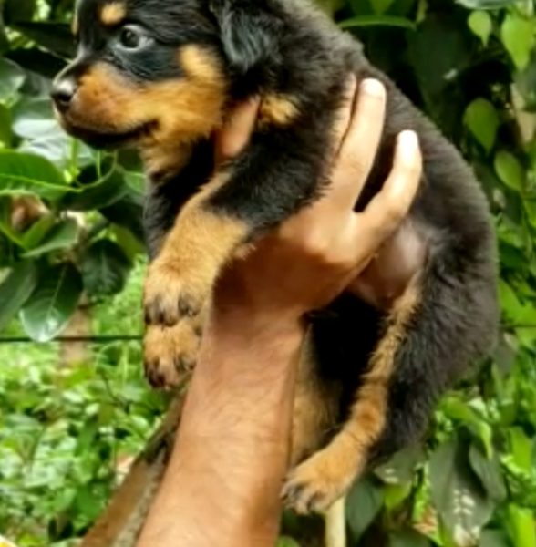 Rottweiler