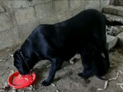 Labrador