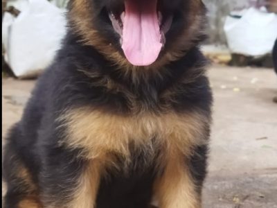 German shepherd