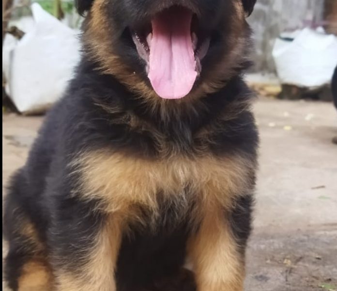 German shepherd